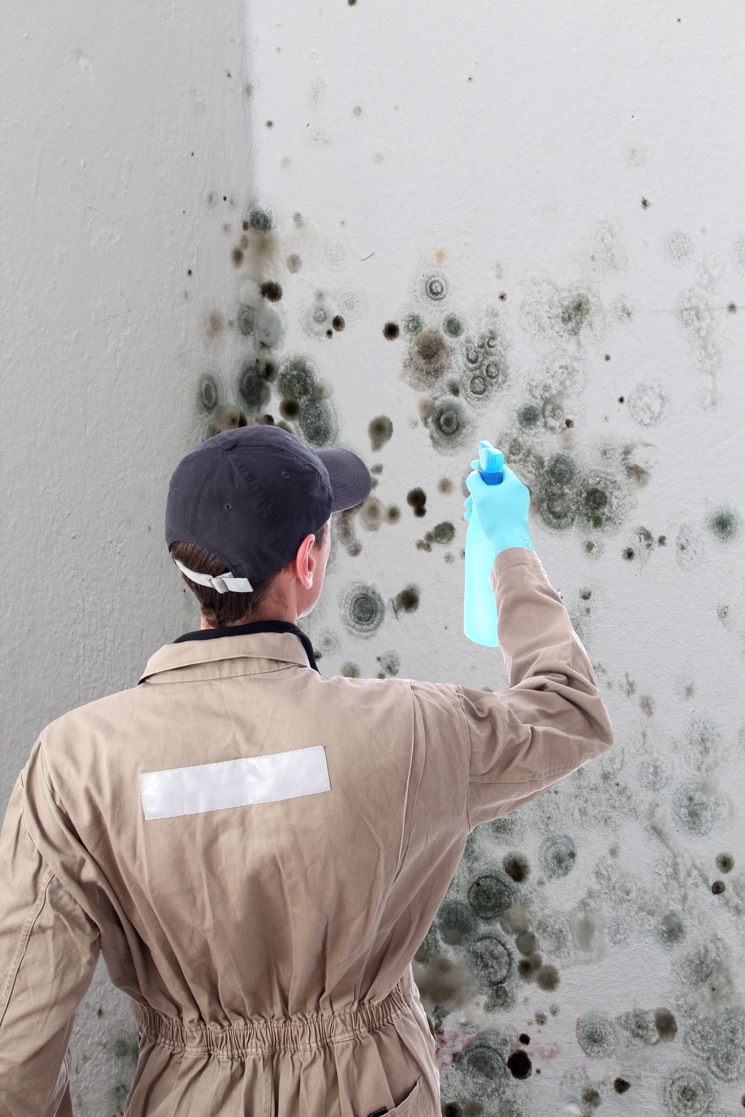 Affordable Residential Mold Inspection Alexandria VA