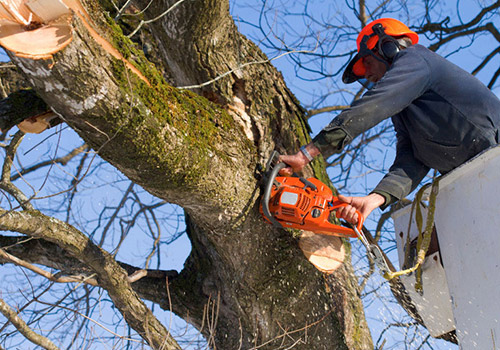 Expert Tree-Cutting Service in Marietta, GA, Is There When You Need it