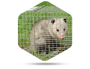 Contacting A Service To Provide Opossum Removal in Westerville OH