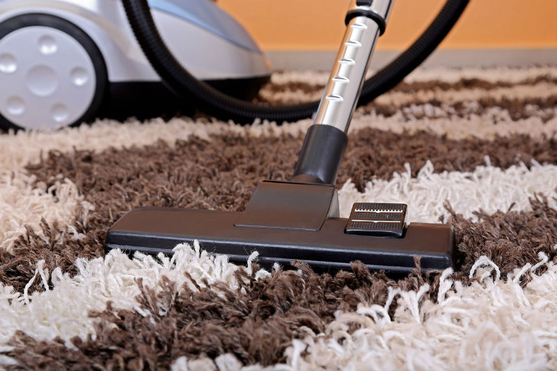 Carpet Cleaning Companies in Westminster, CO, Talk About Removing Pet Odors