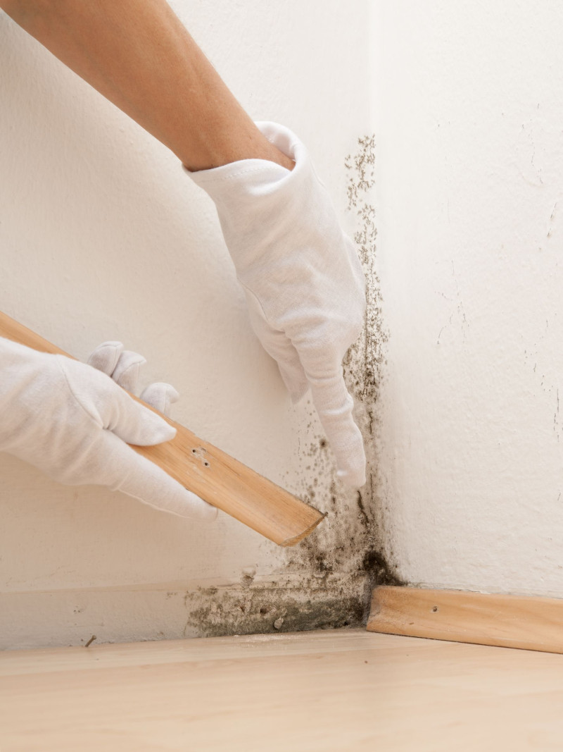Signs Your San Diego Home May Have Mold And Why You Need Mold Removal