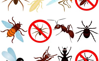 Comprehensive Guide to Effective Pest Removal in Menifee, CA