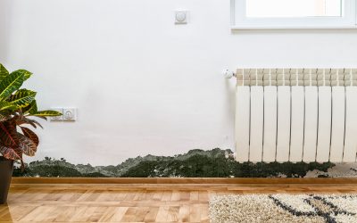 Effective Mold Removal in Oklahoma City, OK: Protect Your Health And Property