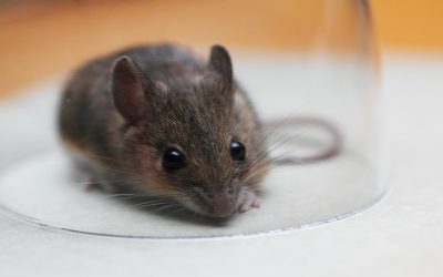 Little-Known Secrets to Keeping Your Home 100% Rodent-Free: Rodent Pest Control in Gold Coast