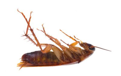 Unveiling the Hidden Dangers Lurking in Your Kitchen and How to Stop Them: Cockroach Control in Auckland