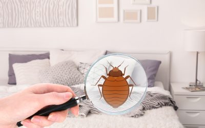Proven Bed Bug Treatment Methods to Protect Your Aussie Home