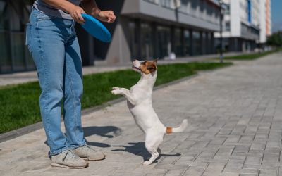Transform Your Pet’s Behavior with Dog Trainers Houston TX for a Happier Home Life