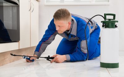 Homeowners Trust Pest Control Treatment Services Williamsburg VA for Lasting Peace of Mind