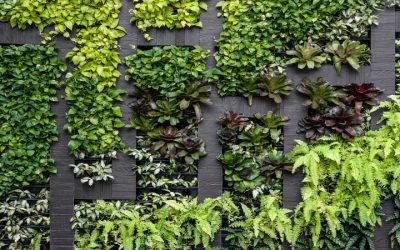 Add a touch of paradise to any room with indoor plants Miami residents love to grow