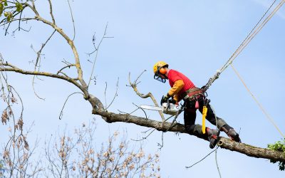 Choosing Reliable Tree Cutting Essex County NJ Services for Homeowners