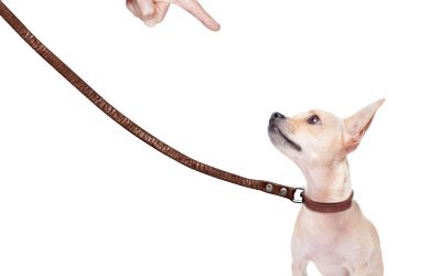 What Makes Professional Dog Training Different From DIY Training at Home in Surprise, AZ?