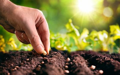 How Professional Mulch Companies Near Sussex, WI, Enhance Landscapes and Gardens