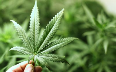 Experience Enhanced Wellness Benefits with High Potency THCA Flower for Everyday Relief