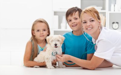 Your Guide to Compassionate Care at Animal Hospital Seattle WA for Family Pets