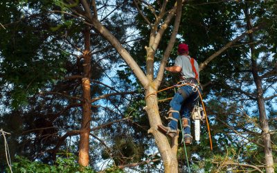 Enhance curb appeal with a professional shrub trimming service Longmont CO homeowners trust